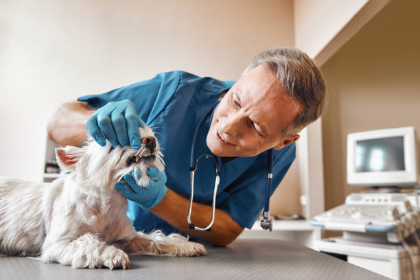 Best Emergency Root Canal Treatment in Galveston, IN